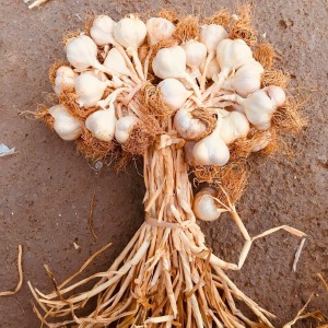 Sarımsak(Küçük)